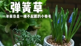 天气转热 你家弹簧草叶子开始发黄了 别担心 他是要休眠了 分享下弹簧草休眠的小知识点 哔哩哔哩