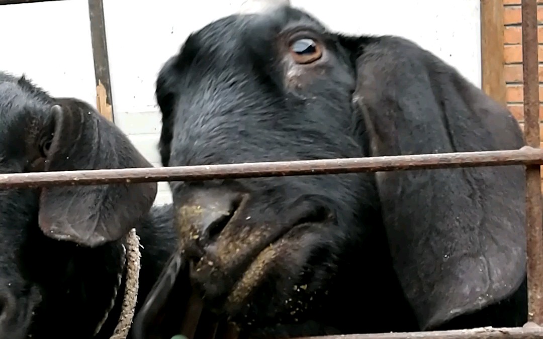 【山羊】羊羊有点可怕,但是又有点可爱