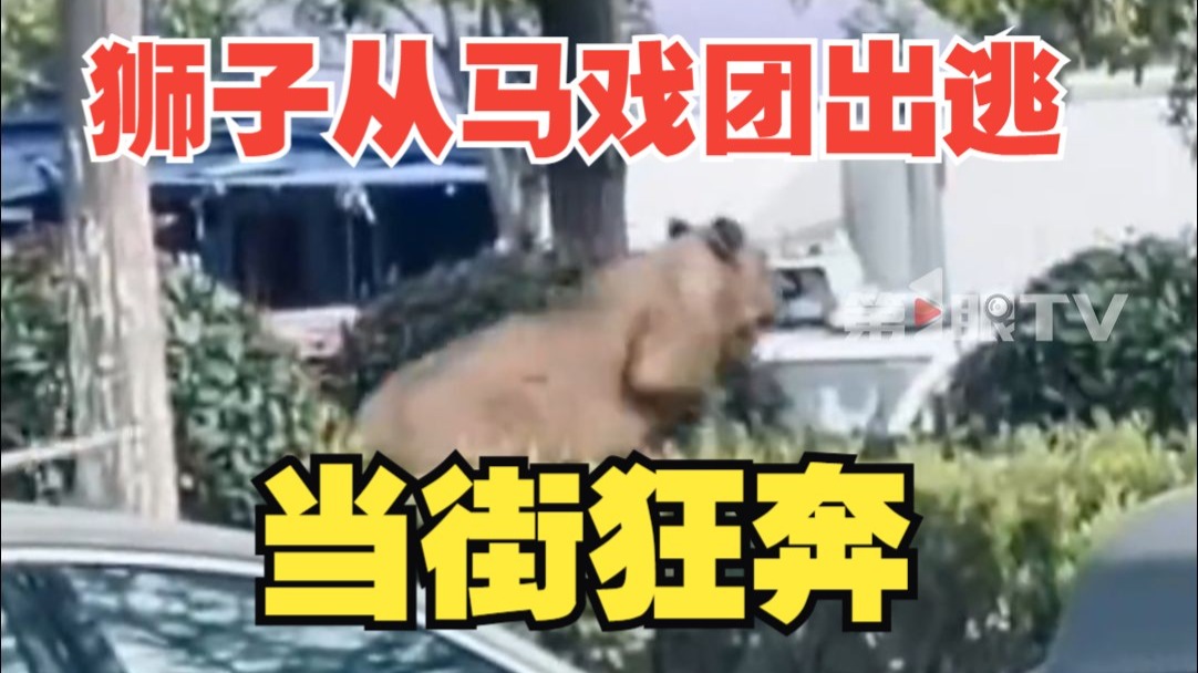 狮子在道路绿化带狂奔?安徽通报狮子从马戏团意外跑出
