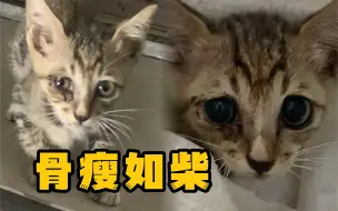 Download Video: 被困天花板上3天3夜的小奶猫，别怕我们来救你了！