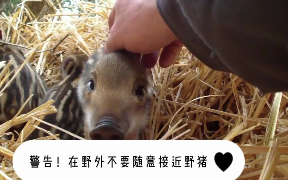 [图]躺在野猪窝里陪小野猪玩