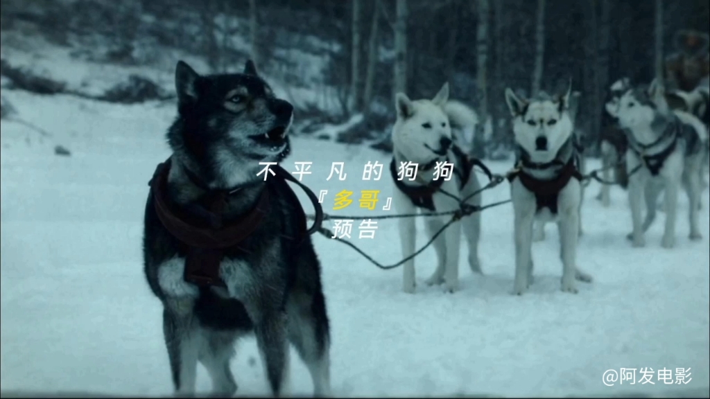 《多哥》以雪橇犬的坚韧之旅,诠释无畏与忠诚.