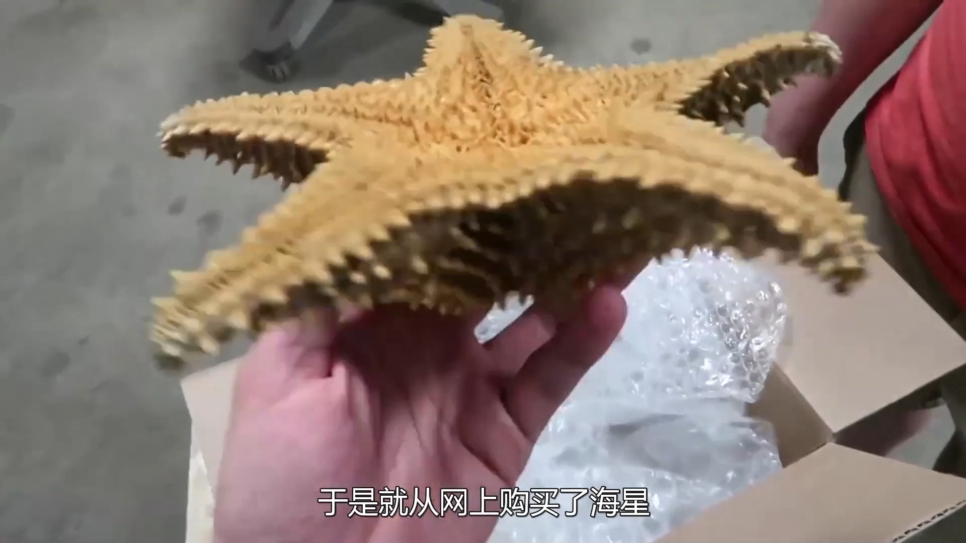 233 海星的内部结构长什么样?