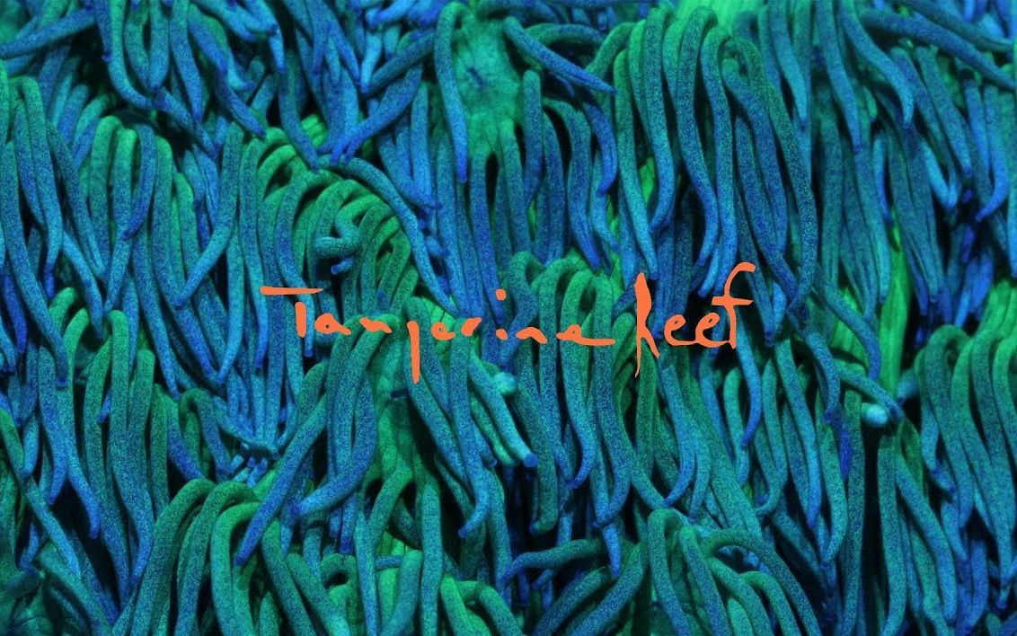 [图]Animal Collective - Tangerine Reef【视觉专辑】