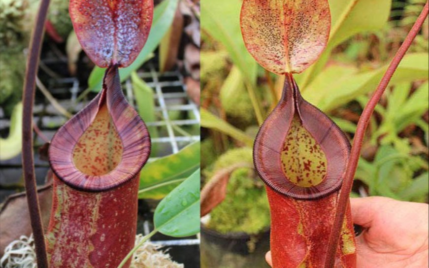 【转载】史上最逆天的猪笼草交种——虎克交鞍型