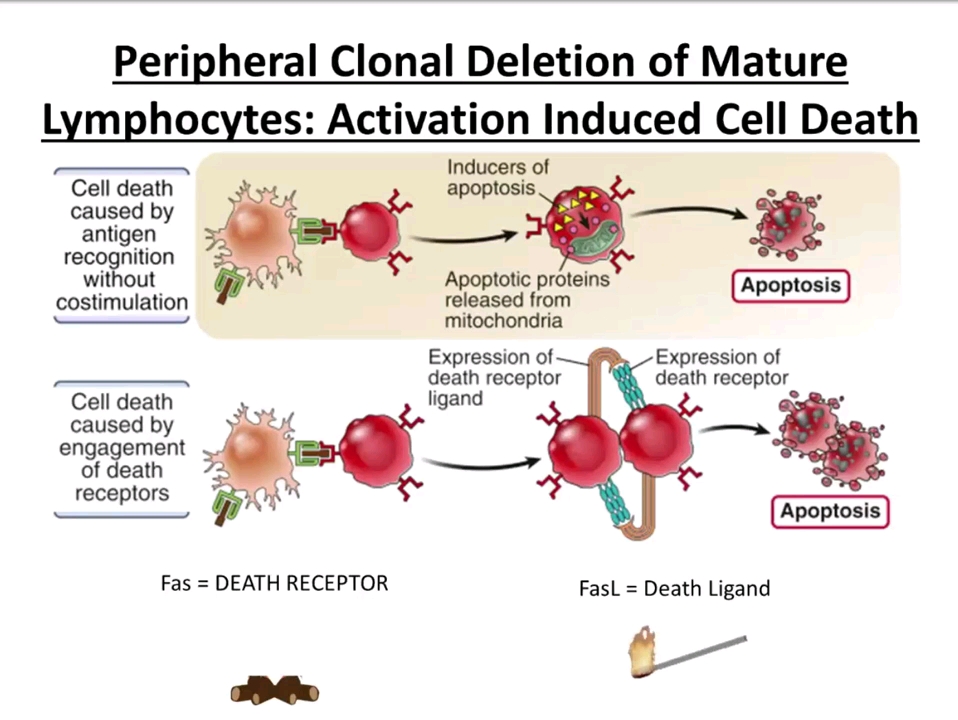 免疫学aicd英文无字幕