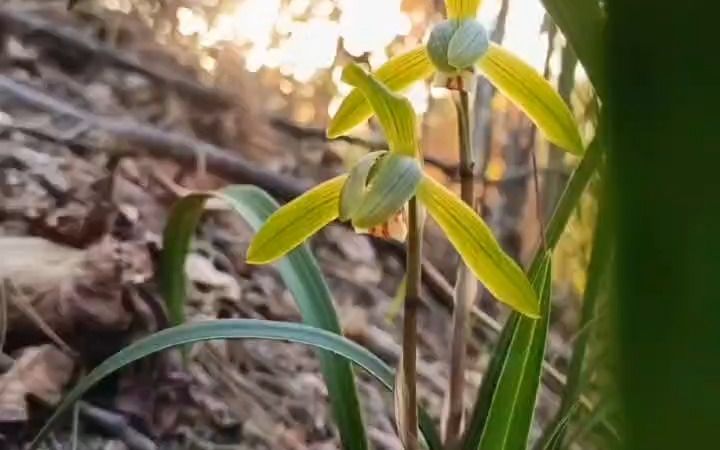 兰科植物被列入植物保护名录哔哩哔哩bilibili