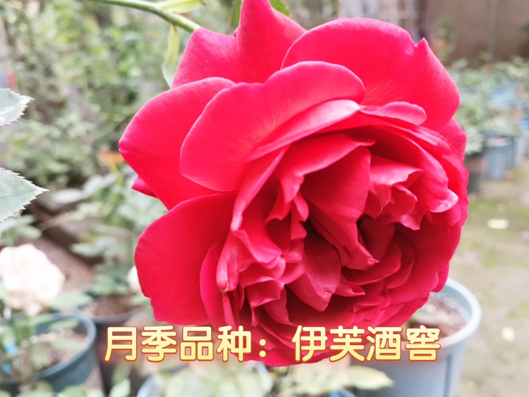 【月季品种:伊芙酒窖】2013年日本培育,伊芙旁系,娇艳欲滴的深紫红色