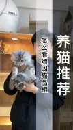 Tải video: 上次发了缅因猫开箱视频之后有很多伙伴问：缅因猫的品相到底怎么看呀，想养又怕被骗！今天一个视频给你们说清楚（B191）