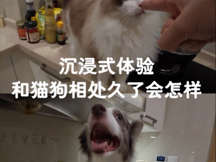 好苦恼，猫总是学狗，狗总是学猫。