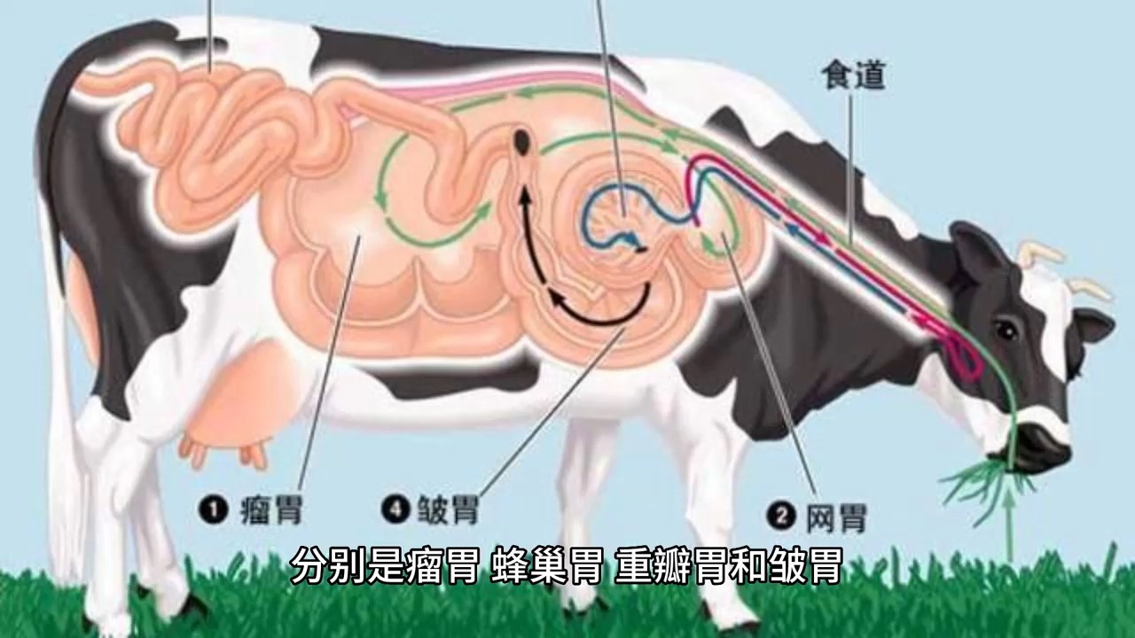 45 牛为什么不停地嚼东西