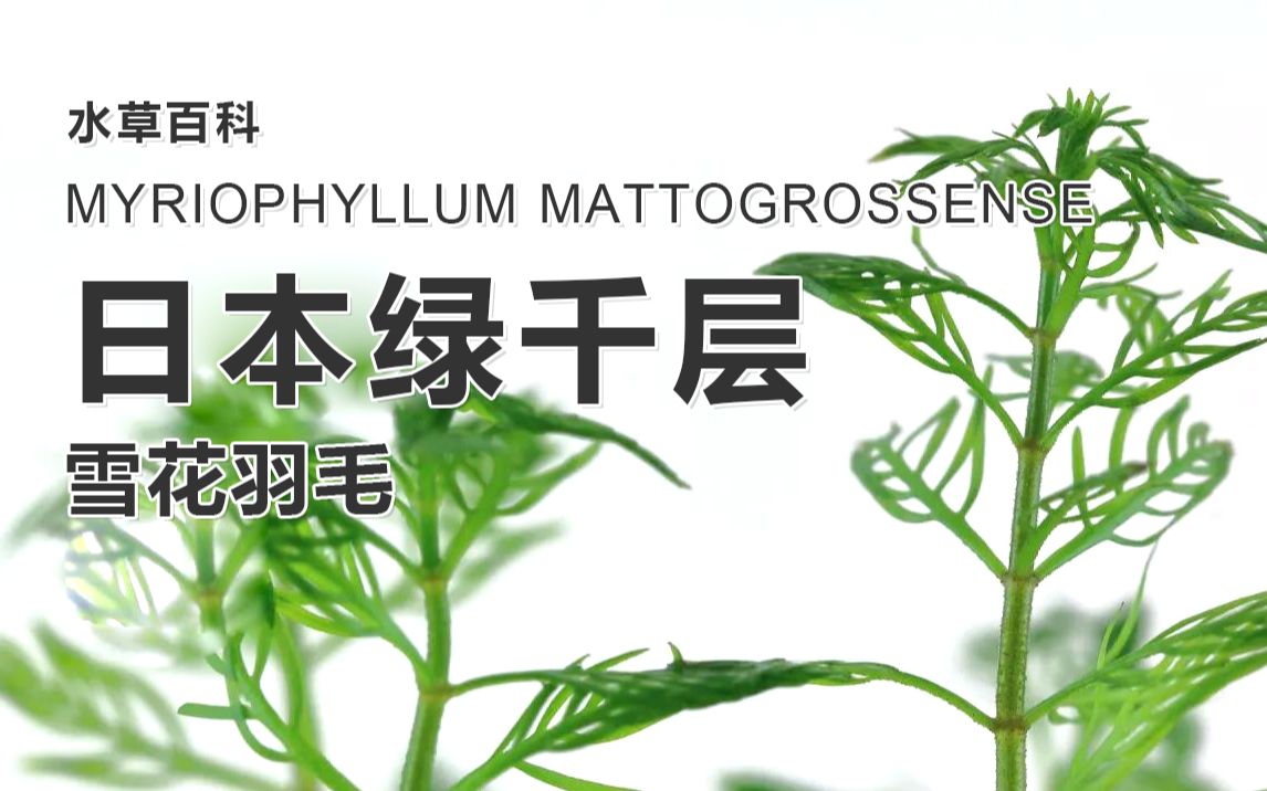 日本绿千层-雪花羽毛-myriophyllum mattogrossense【水草百科】【4k