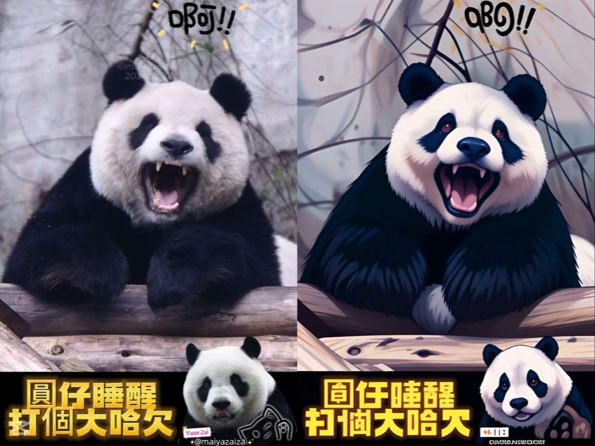 20241222 把圓仔打哈欠影片畫成ai後,果然本尊完勝 the giant panda