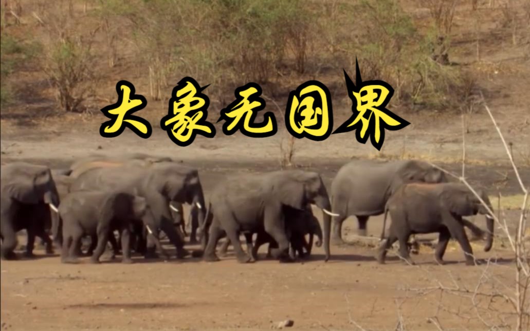 [图]【美国】【纪录片】大象无国界 Elephants Without Borders