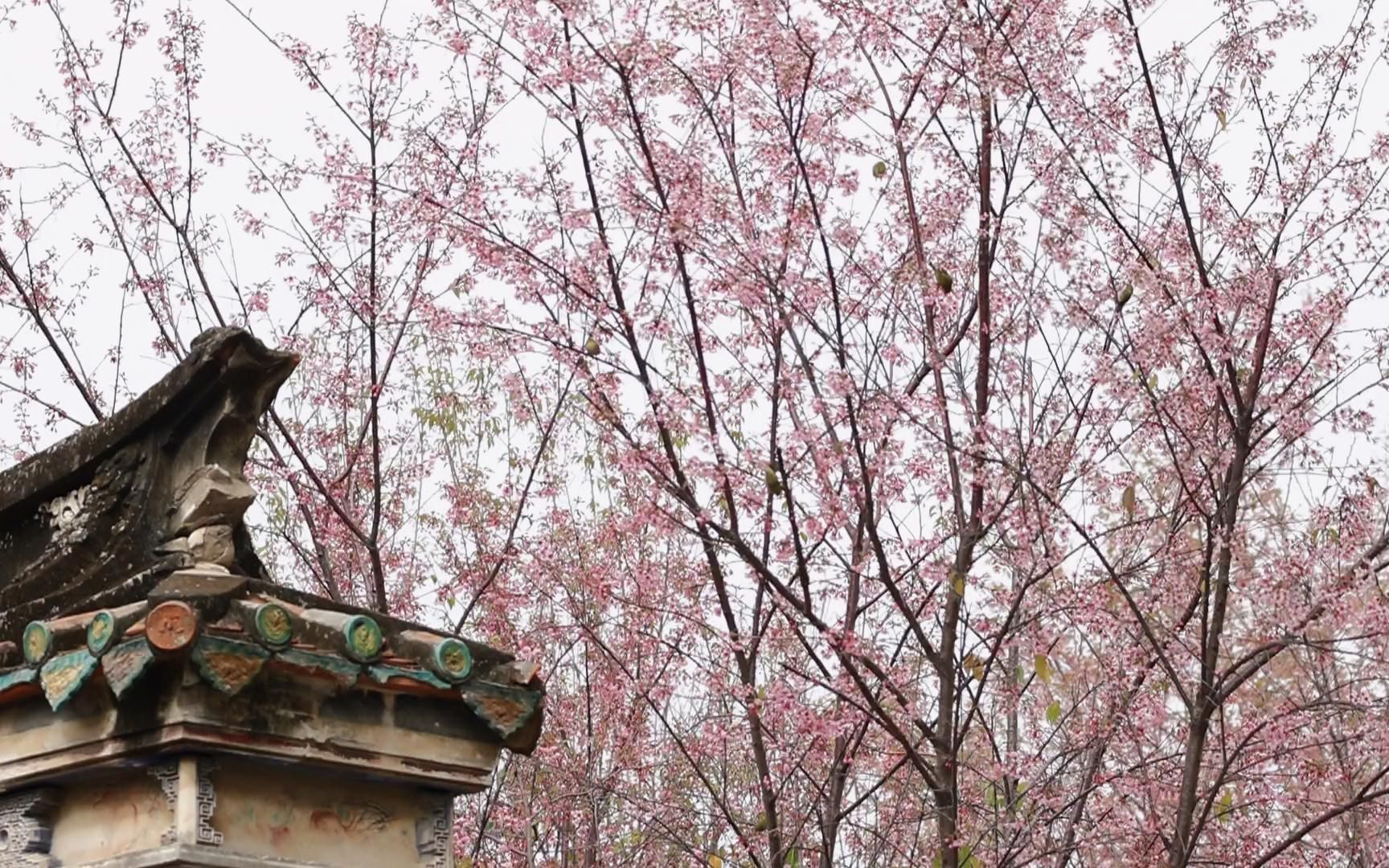 [图]泉州开元寺：千年古刹 樱花盛开