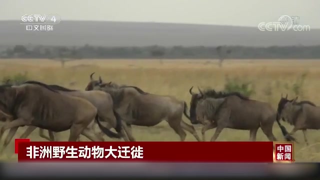 [图]非洲野生动物大迁徙：感受生命的律动