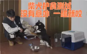 Descargar video: 柴犬护食严重，不留情面一碰就咬