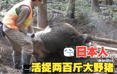 日本人活捉两百斤大野猪教程