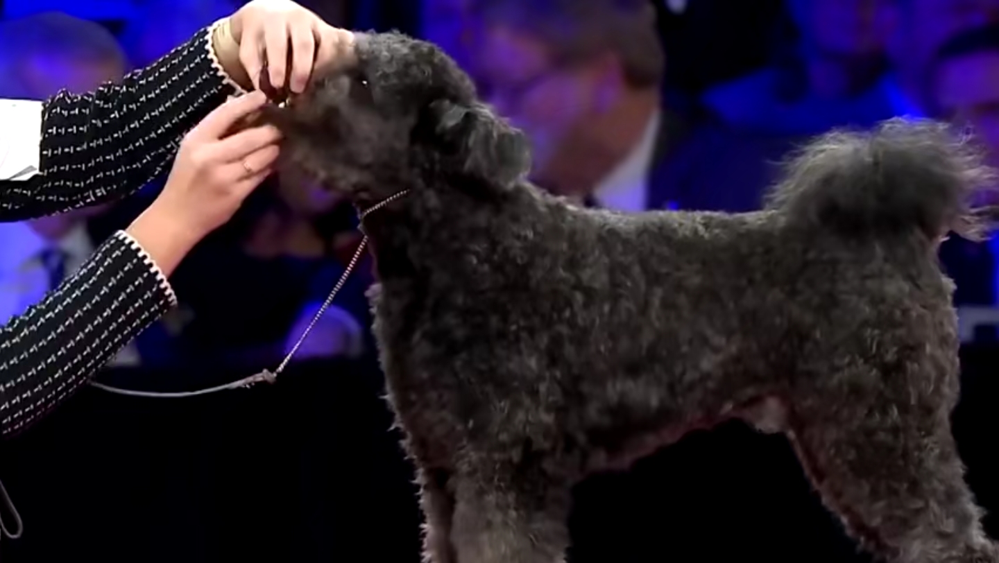 动物观察局:宠物比赛现场聪明的狗狗猫咪萌翻了第116期-6