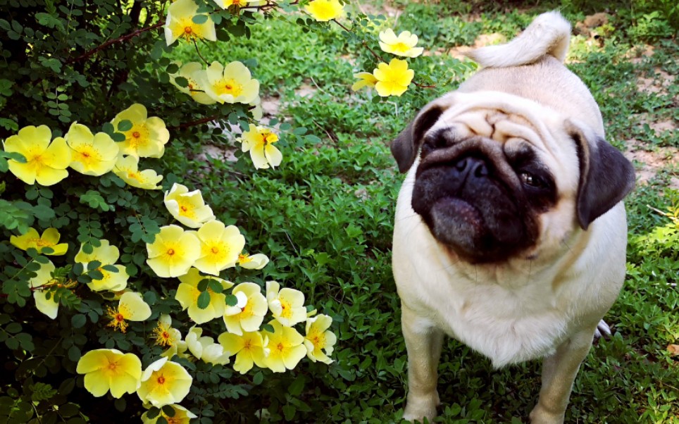 巴哥犬芙芙春日带狗出游记