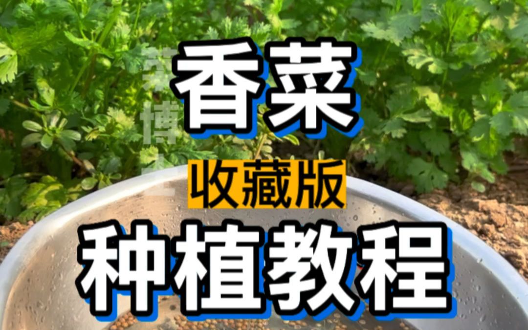 香菜种植教程哔哩哔哩bilibili