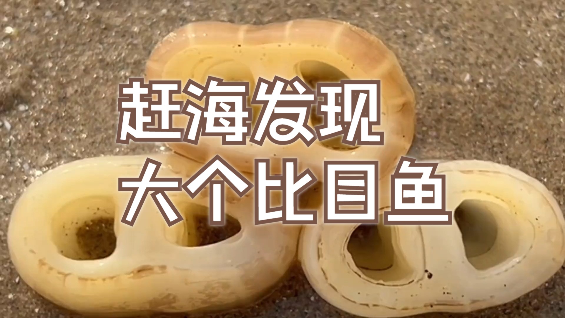 赶海发现大个比目鱼搁浅在沙滩上