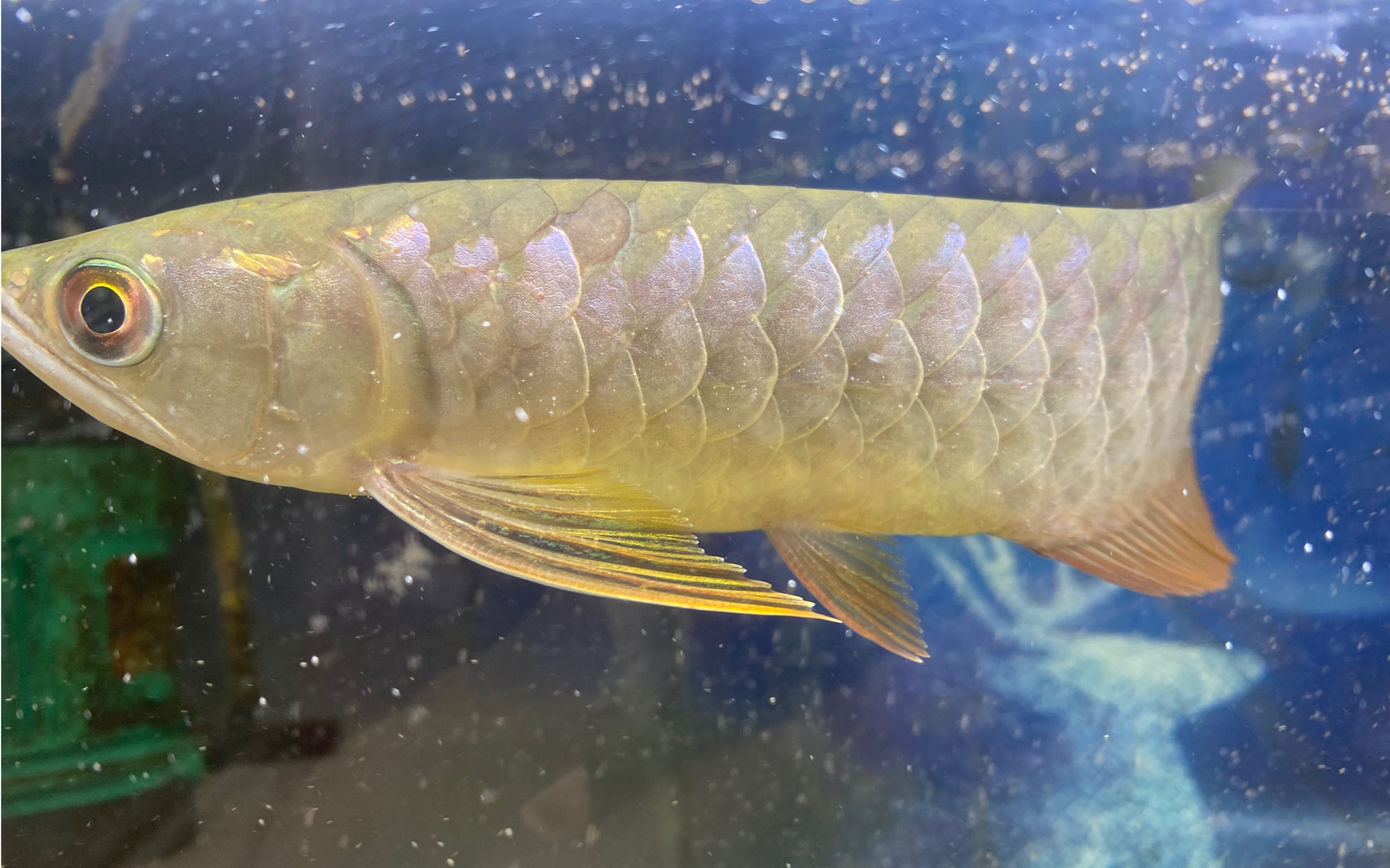 小金龙还是蓝底的好看,灯光效果下鳞片像蓝紫色的宝石.