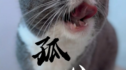 请不要叫我孤狼,叫我单身狗