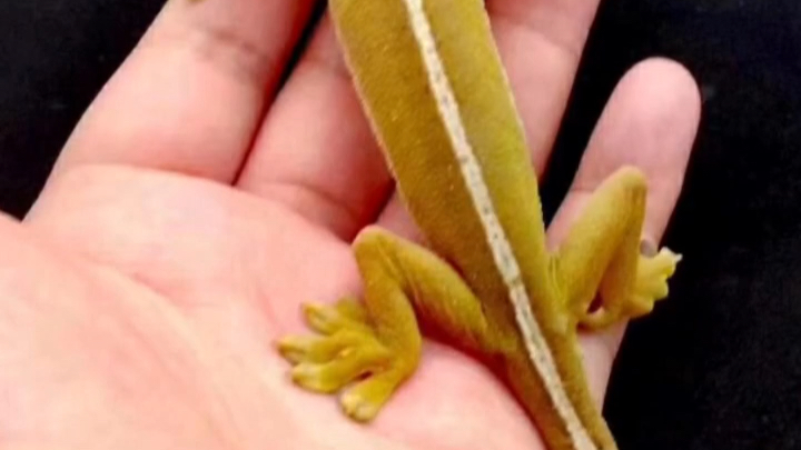 y字守宫 便宜货