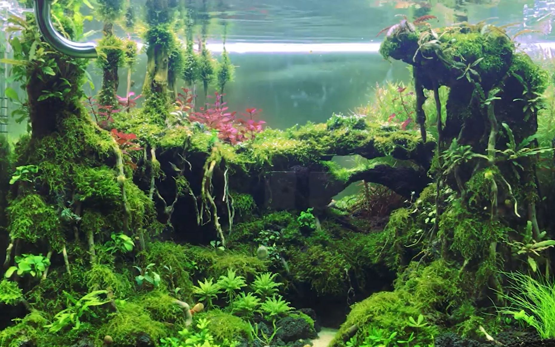 水草生态缸草缸莫斯无水开缸维护到成景全过程