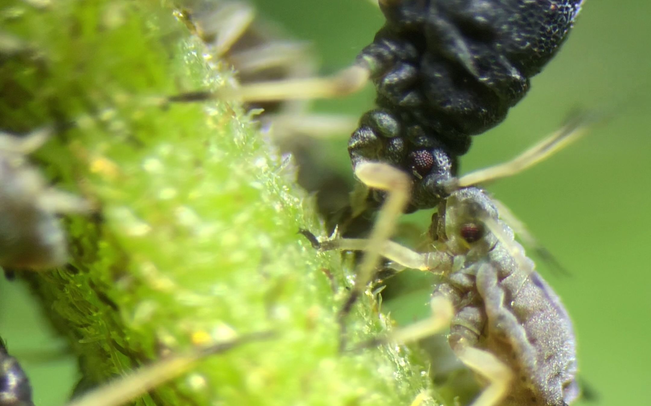 活动  显微镜下的蚂蚁"奶牛",肉眼看不到的细节