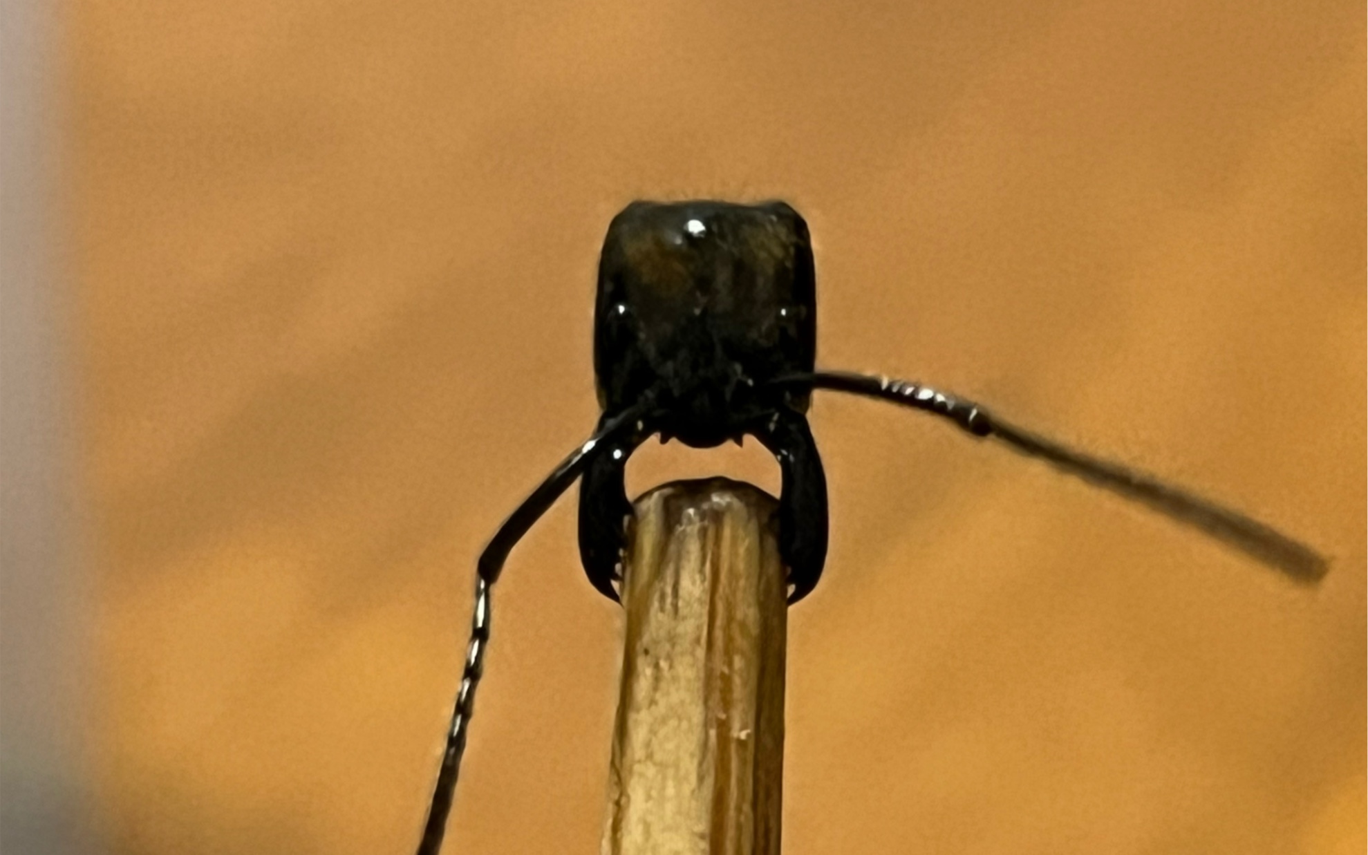 gigantea巨人恐猛蚁断头后死而弥坚,依旧战斗.残躯甚至领悟新战斗技巧