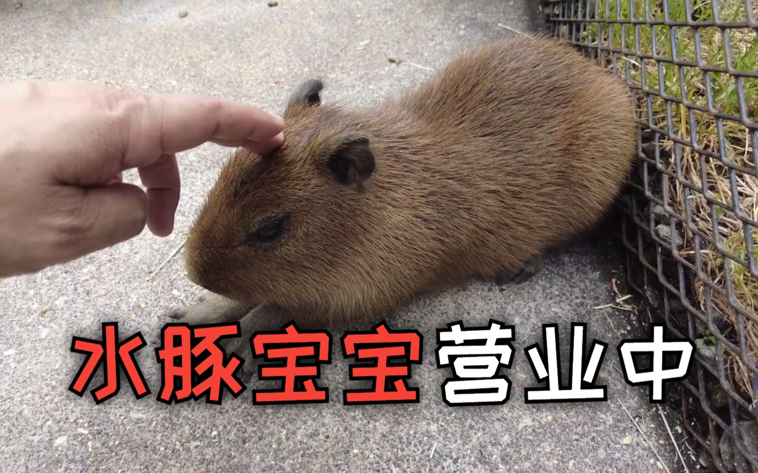 今年才出生的水豚宝宝们已经开始营业了,甚至还可以摸!