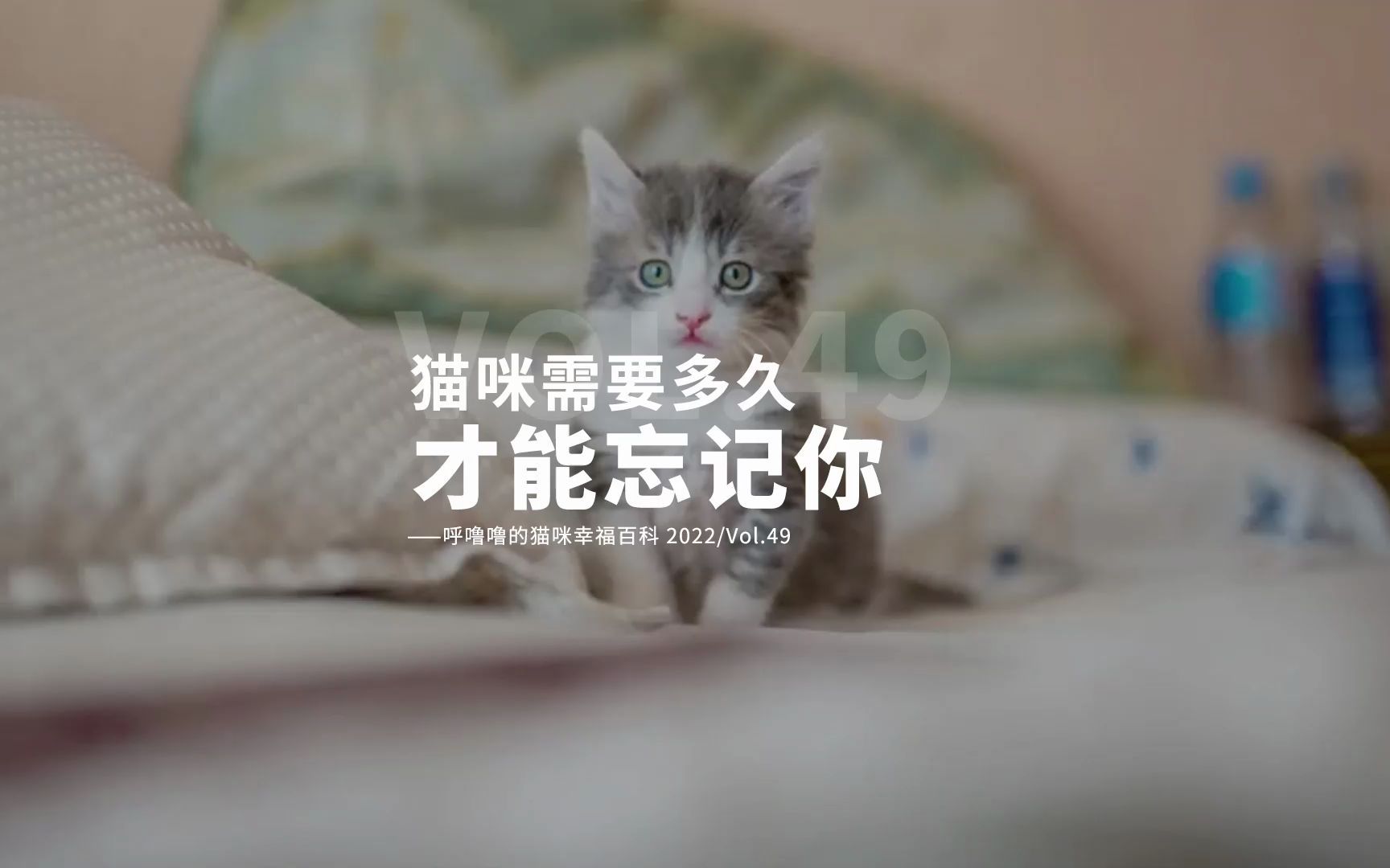 [图]小猫咪忘记你到底需要多久？