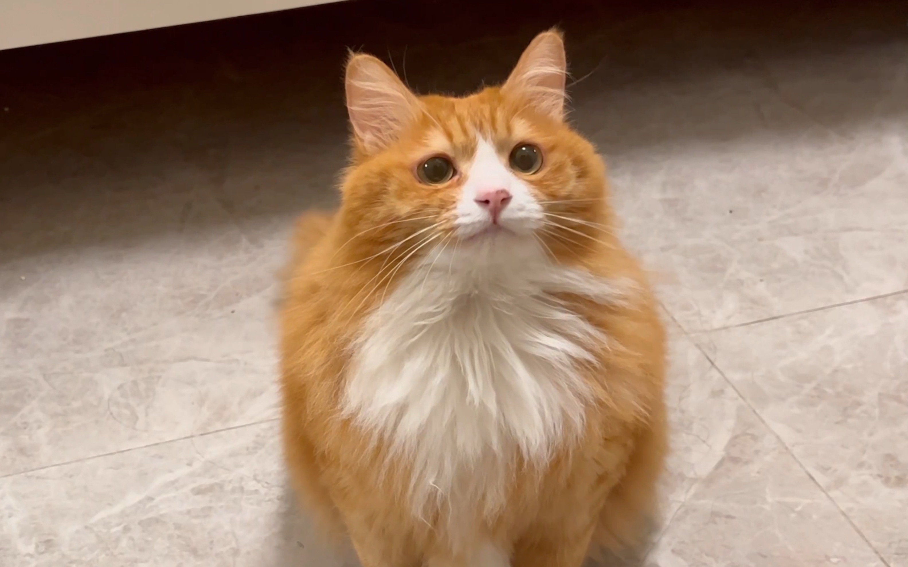 流浪橘猫太护食,主人新添高科技猫碗,结果……_哔哩哔哩_bilibili