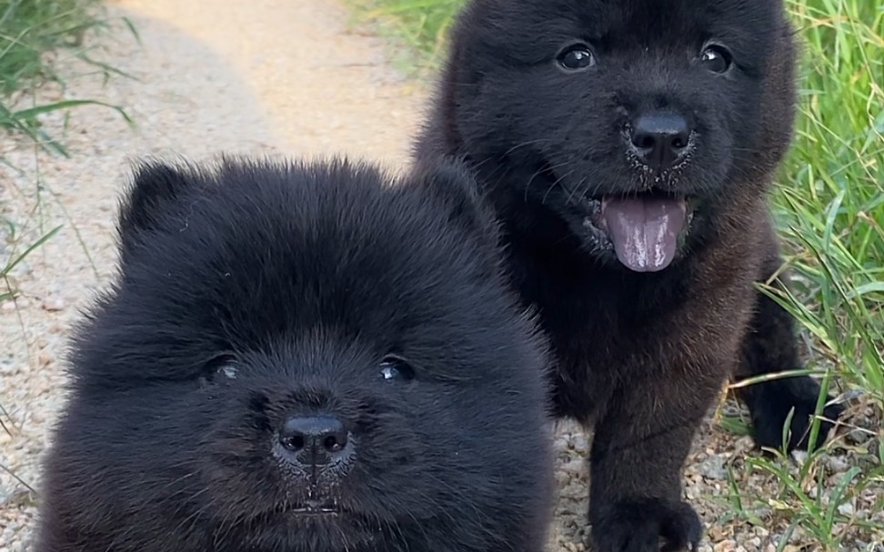 中华田园犬之五黑犬