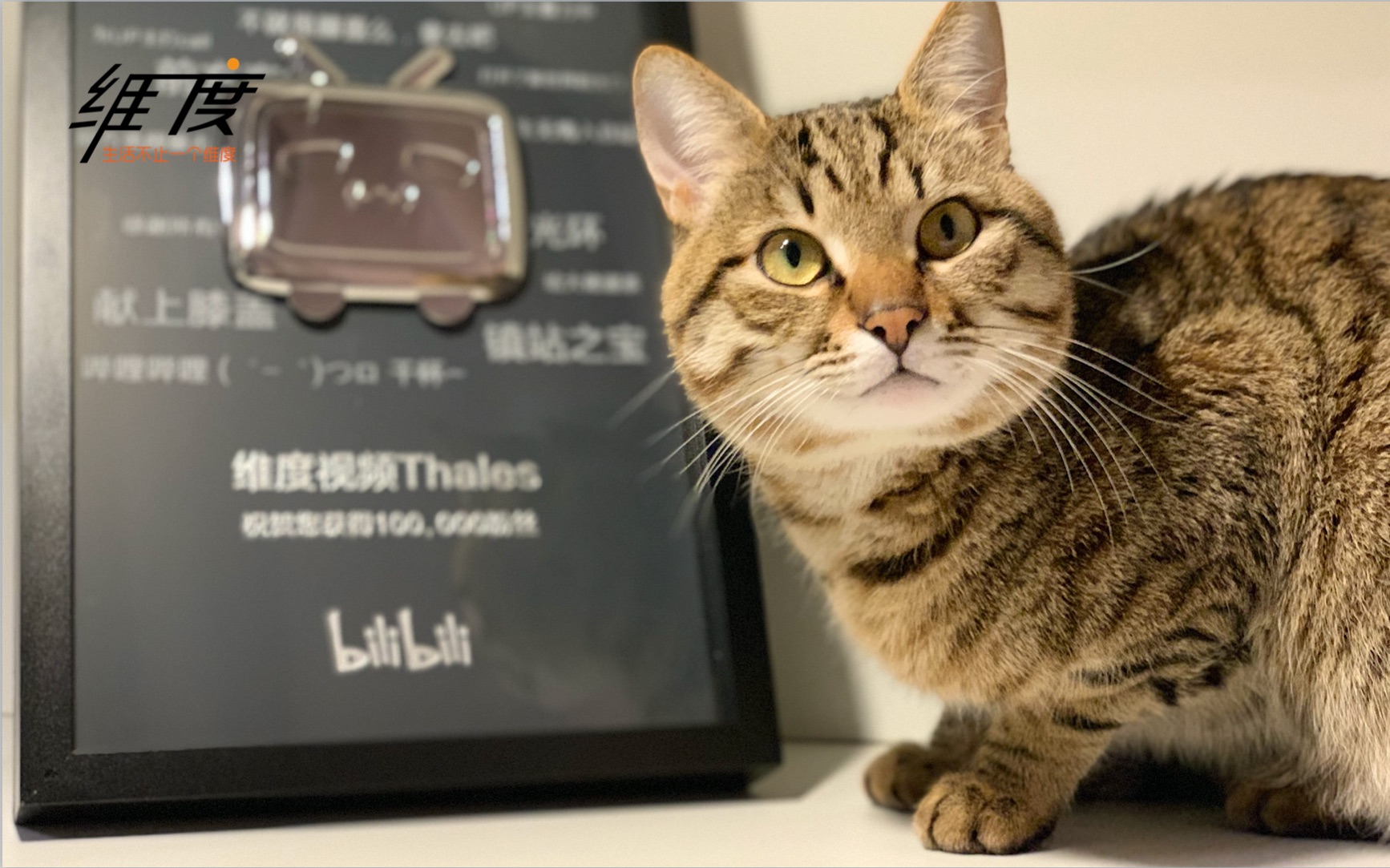 狸花猫皇海明威喜提10万粉小电视《维度视频》_哔哩