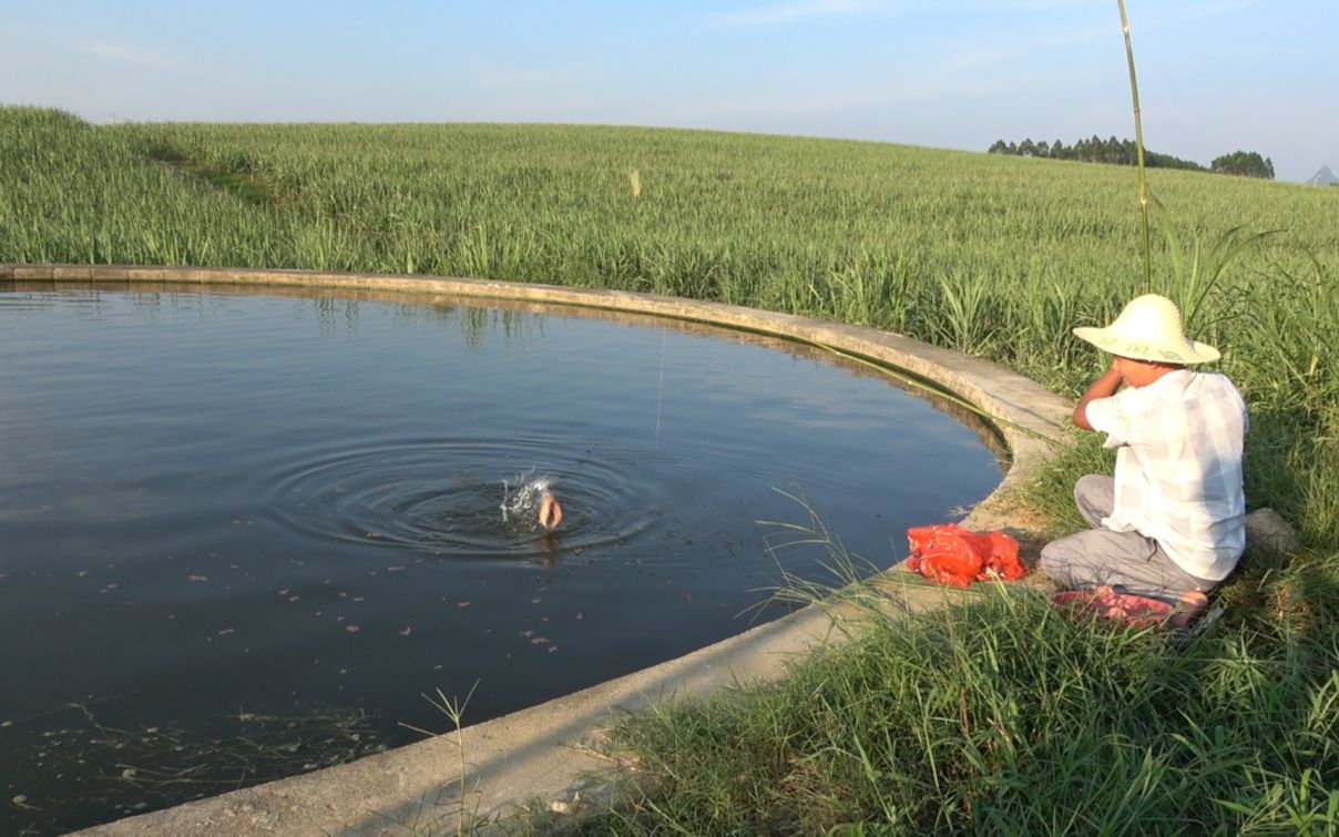 农村野外的一个大水池,用蚯蚓钓不上货,只用鱼料后连连来口