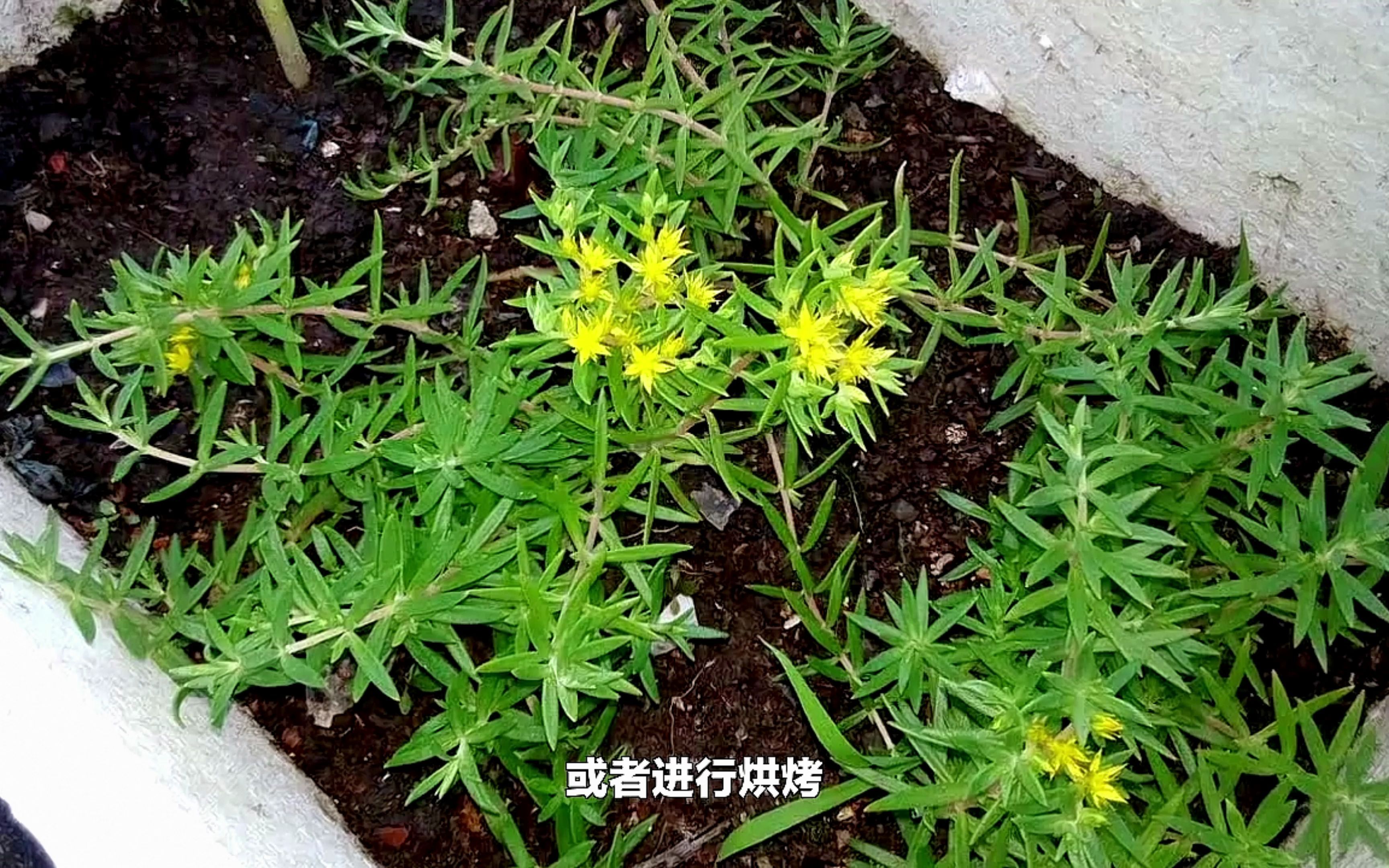 外行用来做盆栽,内行拿它当野菜,殊不知是价值珍贵的“软肝草”哔哩哔哩bilibili