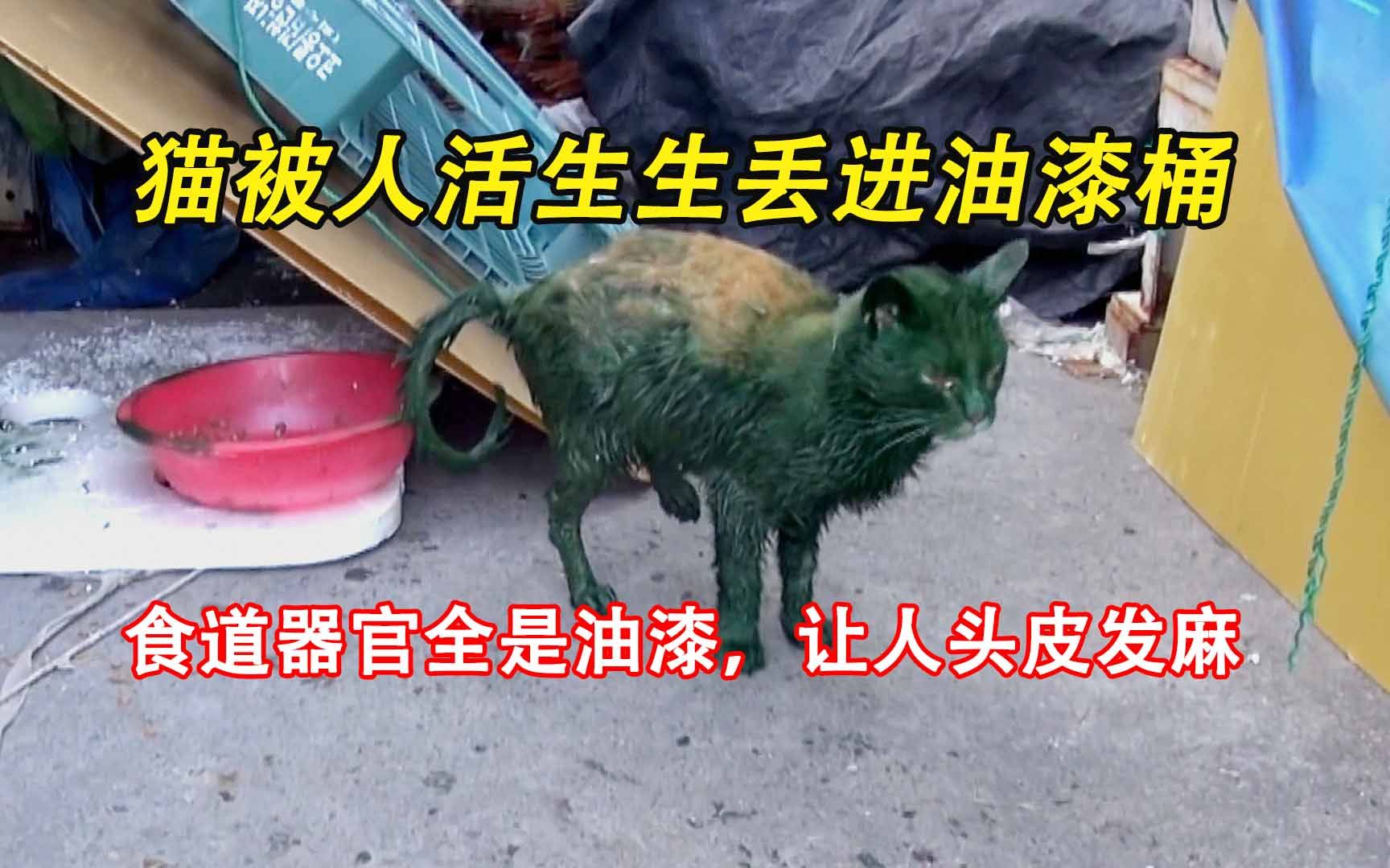 [图]猫被人丢进油漆桶淹死，食道器官全是油漆，让人头皮发麻！