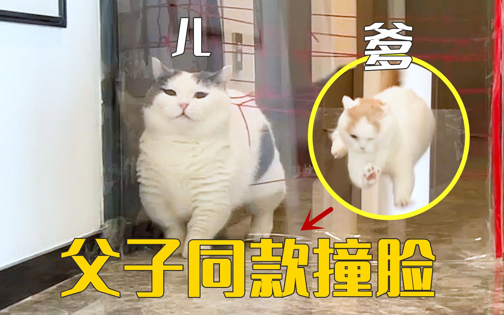 猫的智商到底遗传谁?一蠢蠢一窝!-萌猫宝哥哥-萌猫宝哥哥-哔哩哔哩视频