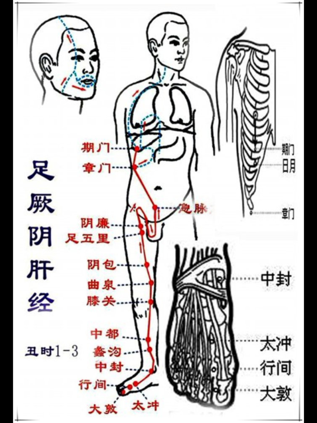 胆经起点和终点图图片