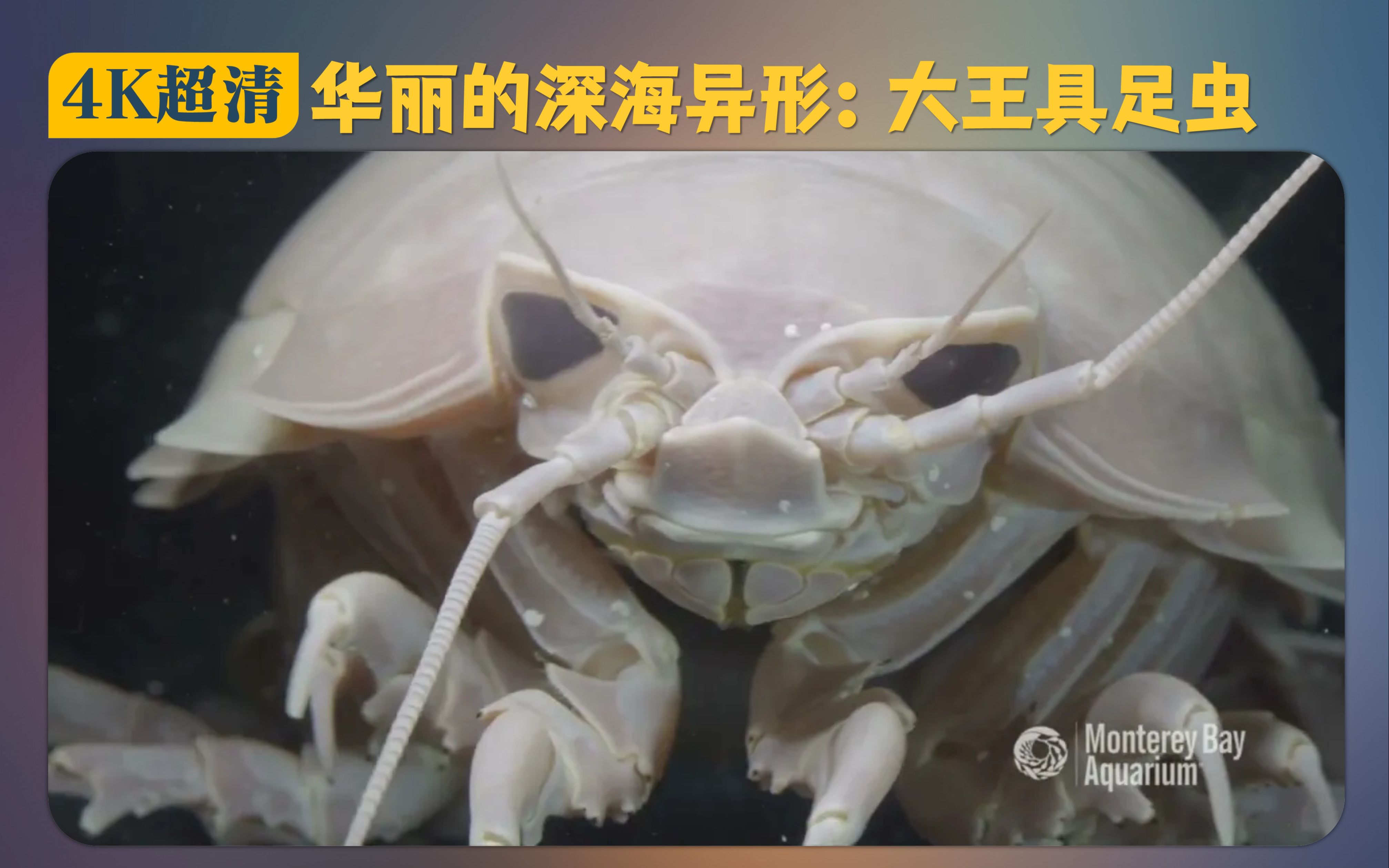 [图]【4K】华丽的深海异形：大王具足虫