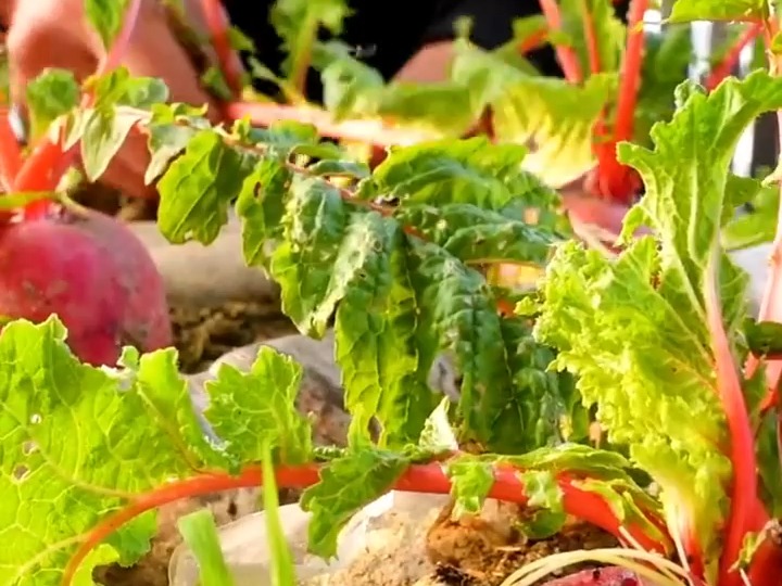 259 家庭种植萝卜过程及技巧#在家种菜