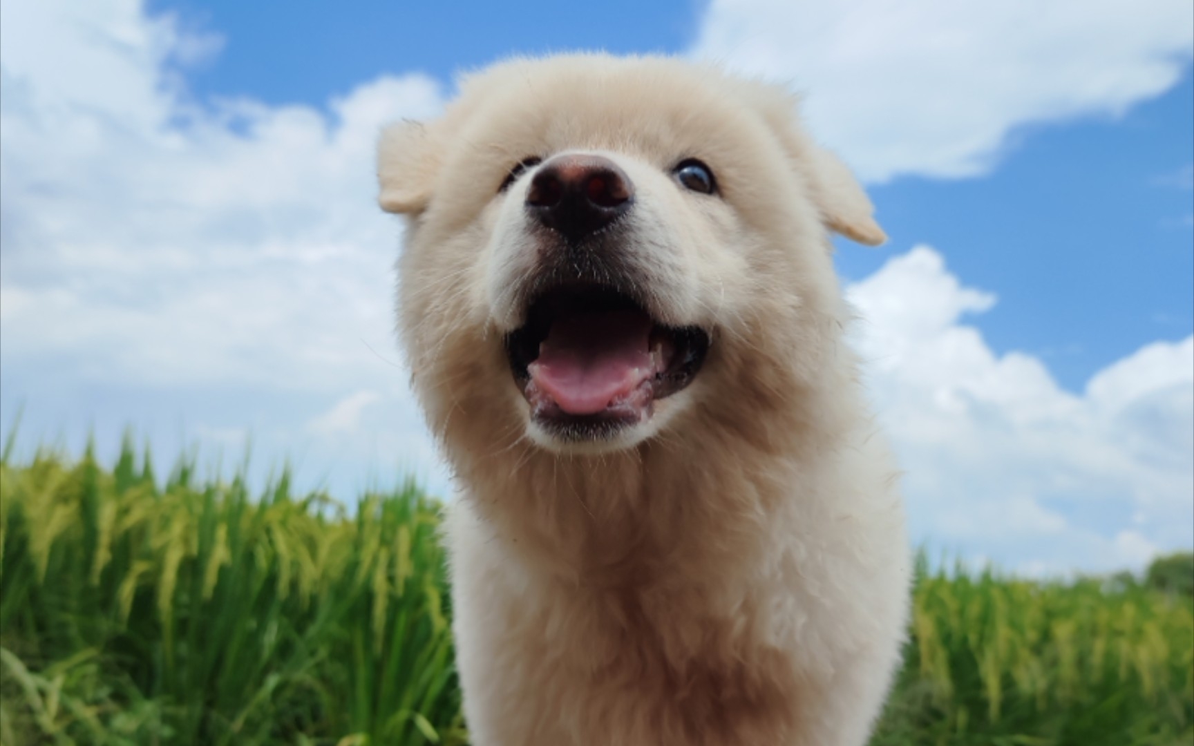 三个月的小土松颜值也是很可以的!