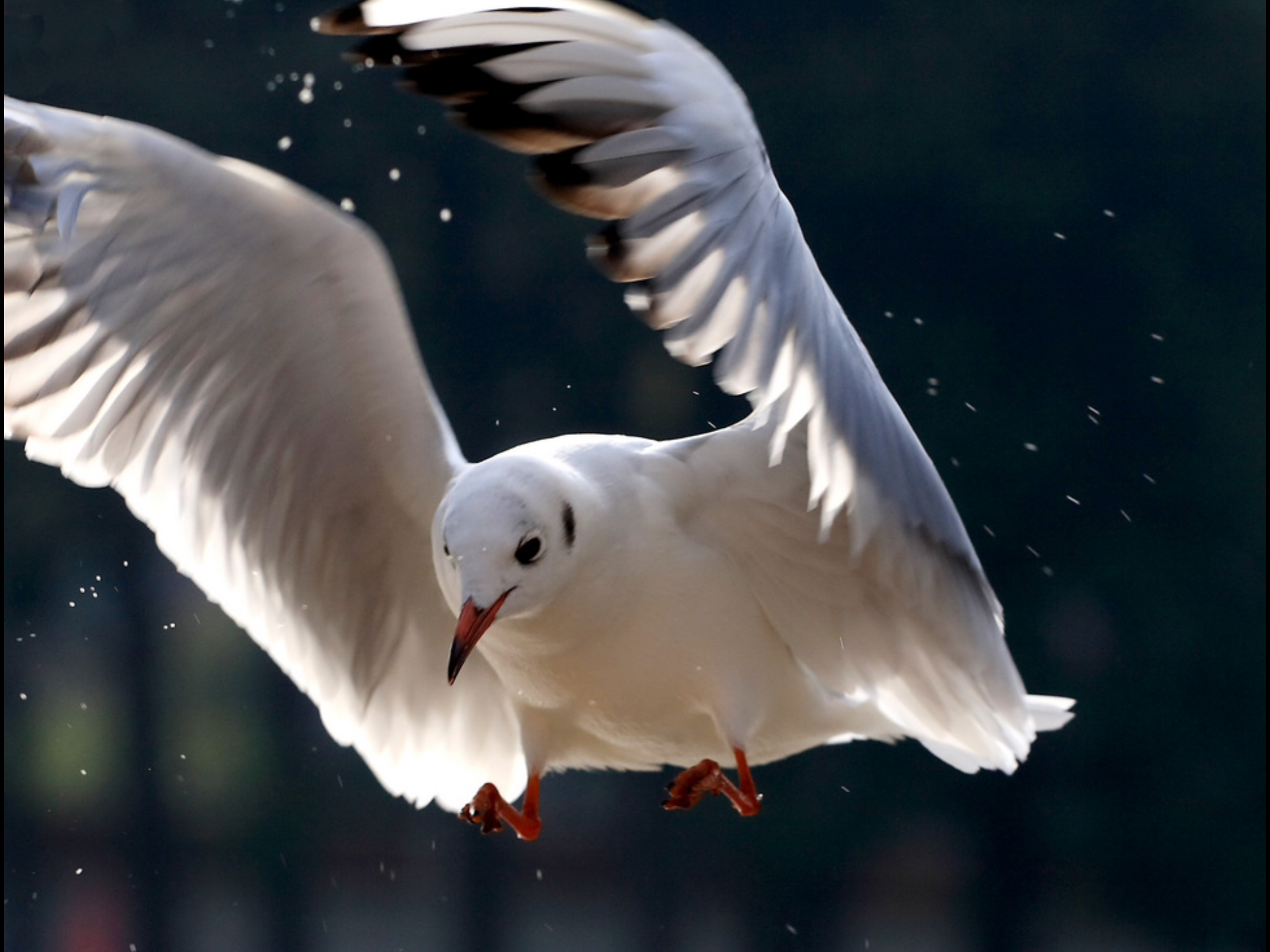 20200101鸽子舞翻跳大赛开始啦快来吧1_哔哩哔哩_bilibili