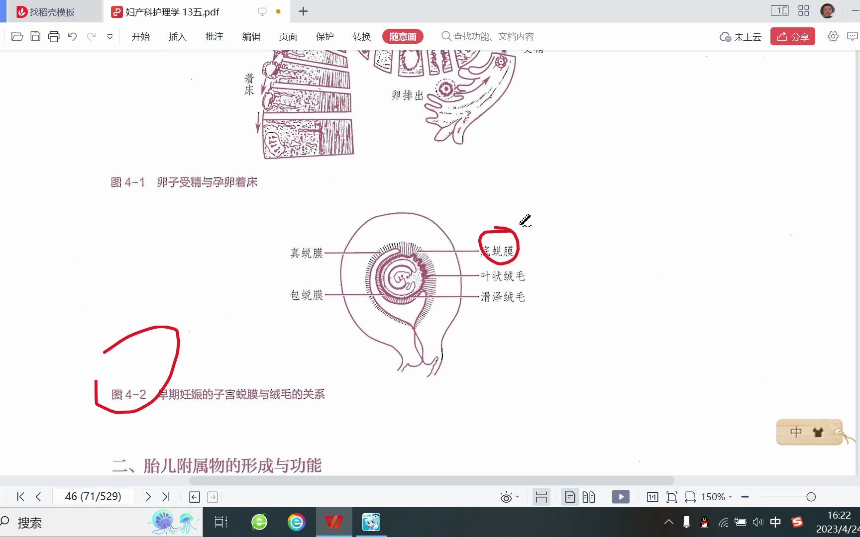 [图]妇产科——妊娠生理（1）