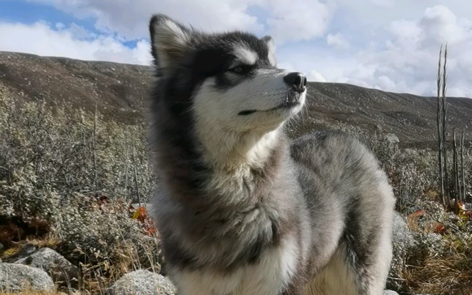 在这块石头上拍照的班戈最帅了