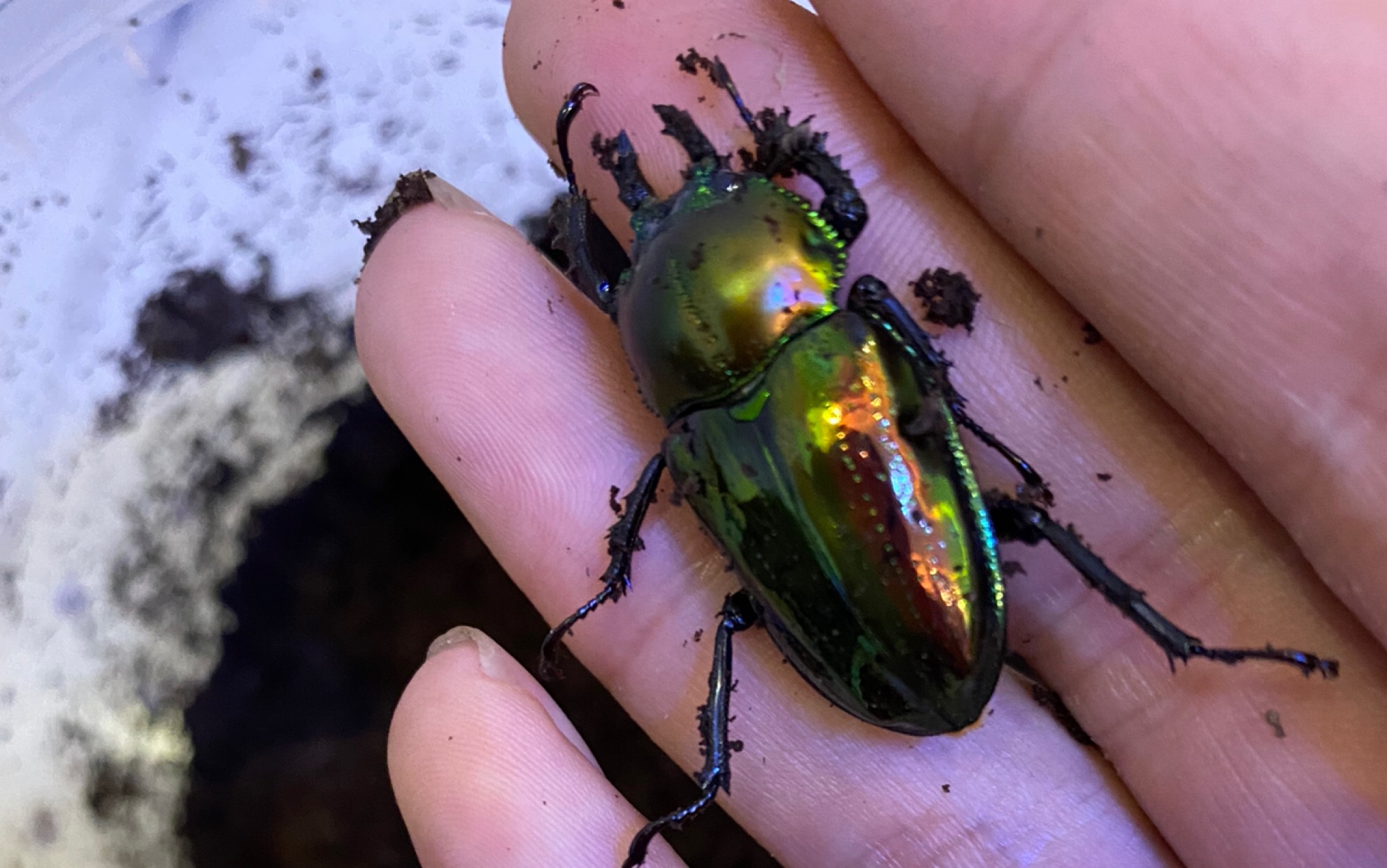 彩虹甲虫 幼虫带大 很有成就感 有机会继续努力养出长牙的_哔哩哔哩