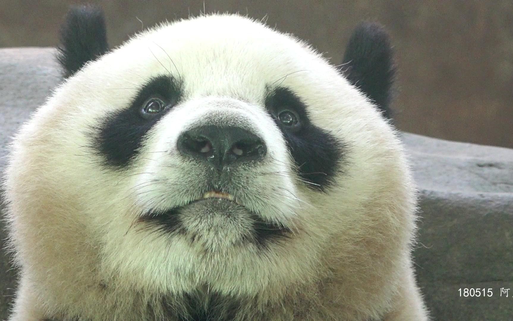 【大熊猫】阿杰眼保健操 原来在听老虎的声音